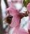 LE BOURDON EN PLEIN BOULOT LE PRINTEMPS ARRIVE