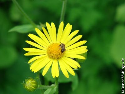 LES INSECTES SONT AUSSI TRES INTERESSANTS