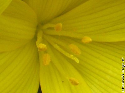 LES ETAMINES GORGEES DE POLLEN