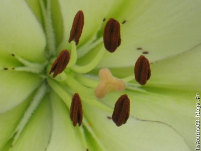 LE COEUR D'ULYSSE
