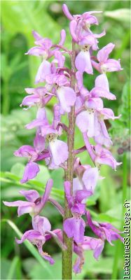L'ORCHIDEE
