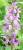 L'ORCHIDEE